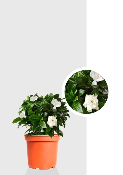 Гардения 12/30 см