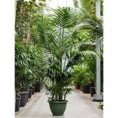 Ховея Форстериана d50 см h260 см