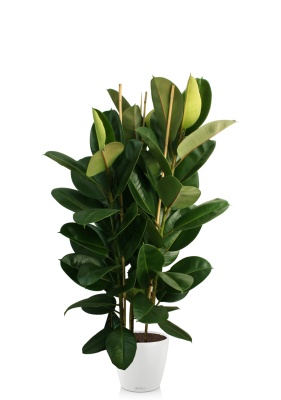 Фикус Эластика Робуста 3 ствола 35/160 см в CLASSICO COLOR 43 Фикус Эластика Робуста 3 ствола 35/160 см в CLASSICO COLOR 43