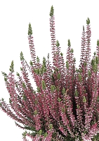 Вереск (Эрика) розовый в CUBE COLOR 14