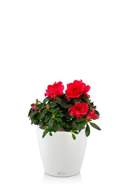 Азалия индика красная 12/25 см в CLASSICO 18