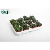 Адромискус Микс d8.5 см h10 см тип 3