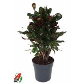 Кротон Кодиеум Мамми бранч d19 см h60 см Кротон Кодиеум Мамми бранч d19 см h60 см