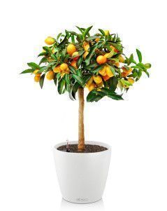 Цитрус CLASSICO 28/70 см Белый Цитрус CLASSICO 28/70 см Белый