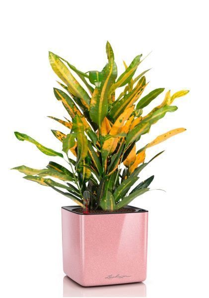 Кротон Еллоу в CUBE GLOSSY KISS 14 Кротон Еллоу в CUBE GLOSSY KISS 14