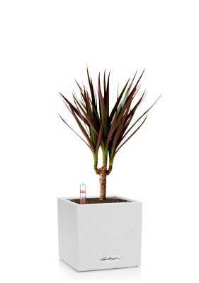 Драцена Маргината Маджента 1 ствол 12/40 см в CANTO STONE 14, песочно белый