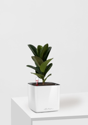 Фикус Эластика Кинг Конг 1 ствол 12/40 см в CUBE GLOSSY 14