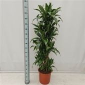 Драцена Артуро бранч d35 см h180 см