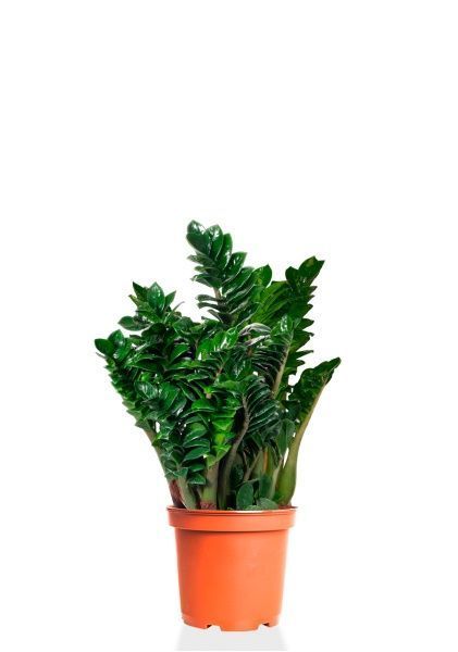 Замиокулькас Зензи 21/60 см