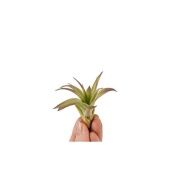 Тилландсия Multiflora Bonsai d3 см h5 см