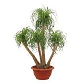 Нолина бранч d55 см h170 см Нолина бранч d55 см h170 см