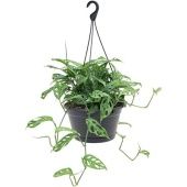 Монстера Обликва d28 см h50 см Монстера Обликва d28 см h50 см