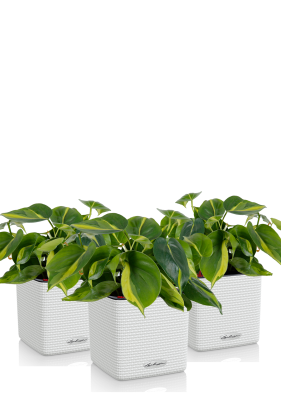 Набор Филодендрон Бразил в Cube Color 14 Белый Набор Филодендрон Бразил в Cube Color 14 Белый