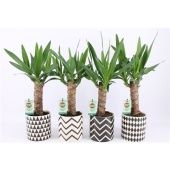 Юкка 1 ствол 25см Stem Escher Ceramic d13 см 50 см