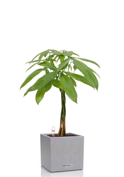 Пахира Акватика косичка 21/90 см в CANTO STONE LOW 30 Пахира Акватика косичка 21/90 см в CANTO STONE LOW 30