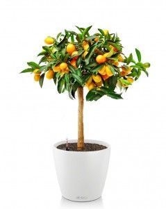 Цитрус в CLASSICO 28 Цитрус в CLASSICO 28