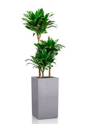 Драцена Компакта 3 ствола 21/100 см в CANTO STONE HIGH 30, серый камень