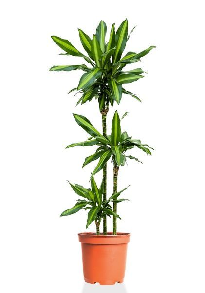 Драцена Чинто 3 ствола 21/110 см Драцена Чинто 3 ствола 21/110 см