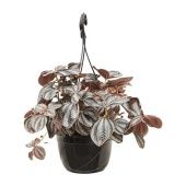 Пилея Involucrata Norfolk d20 см h40 см