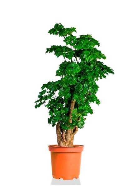 Полисциас Фабиан d24 см h120 см тип 1