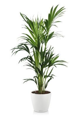 Ховея Кентия 27/190 см в CLASSICO COLOR 43, белый