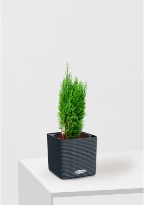 Кипарисовик микс 9 см в CUBE COLOR 14