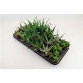 Алоэ Микс d8.5 см h15 см