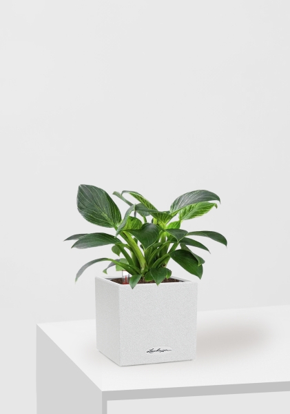 Филодендрон Биркин 12/30 см в CANTO STONE 14 Филодендрон Биркин 12/30 см в CANTO STONE 14