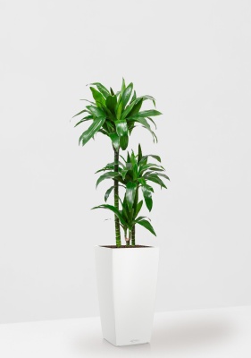 Драцена Джанет Крейг 3 ствола CUBICO COLOR 30, белый Драцена Джанет Крейг 3 ствола CUBICO COLOR 30, белый