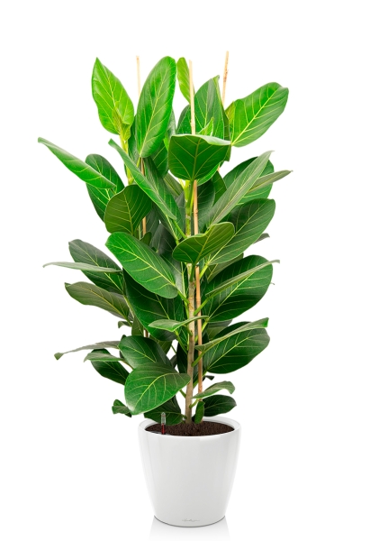 Фикус Бенгальский Андрей 3 ствола 27/120 см в CLASSICO LS 35 Фикус Бенгальский Андрей 3 ствола 27/120 см в CLASSICO LS 35