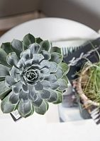 Эхеверия цветной микс 9/15 см в PURO 20