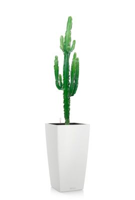 Эуфорбия 19/110 см в CUBICO COLOR 30, белый