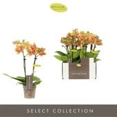 Фаленопсис Mini Indy 2st d7 см h25 см Фаленопсис Mini Indy 2st d7 см h25 см