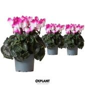 Цикламен Indiaka Violet d12 см h25 см тип 1