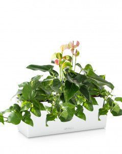 Лиственный микс с Антуриумом BALCONERA COLOR 50 Лиственный микс с Антуриумом BALCONERA COLOR 50