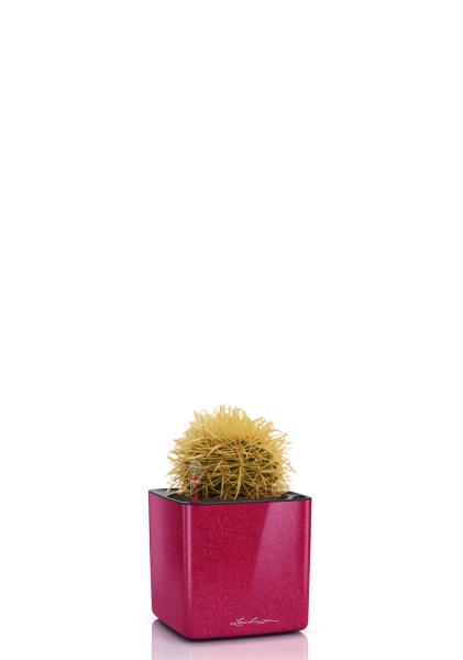 Кактус микс 12 см в CUBE GLOSSY KISS 14