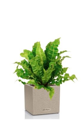 Асплениум Криспи в CANTO STONE 14, светло-бежевый