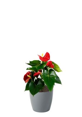 Антуриум Андрианум красный 12/40 см в MAGNOLIA fi 135, серый бетон