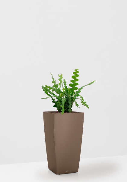 Эпифиллум Угловатый 17/35 см в CUBICO Color 22 Эпифиллум Угловатый 17/35 см в CUBICO Color 22