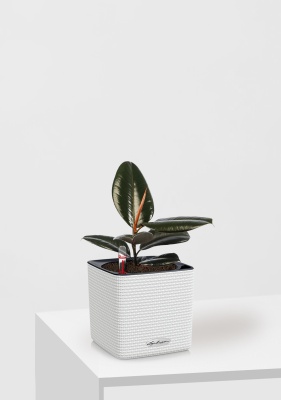 Фикус Эластика Абиджан 12/35 см в CUBE COLOR 14 Фикус Эластика Абиджан 12/35 см в CUBE COLOR 14