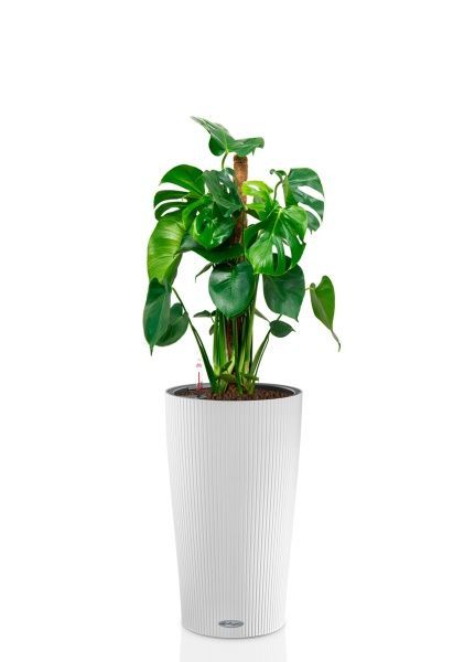 Монстера Делициоза 19/90 см в CILINDRO 23