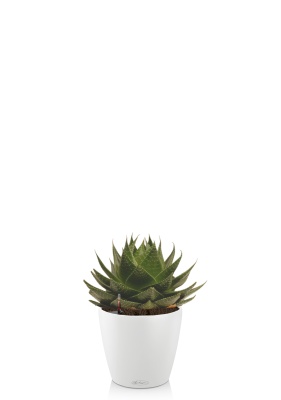 Алоэ Космо 13/20 см в CLASSICO COLOR 18, белый Алоэ Космо 13/20 см в CLASSICO COLOR 18, белый