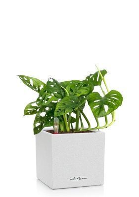 Монстера Манки 12/30 см в CANTO STONE 14, песочный белый