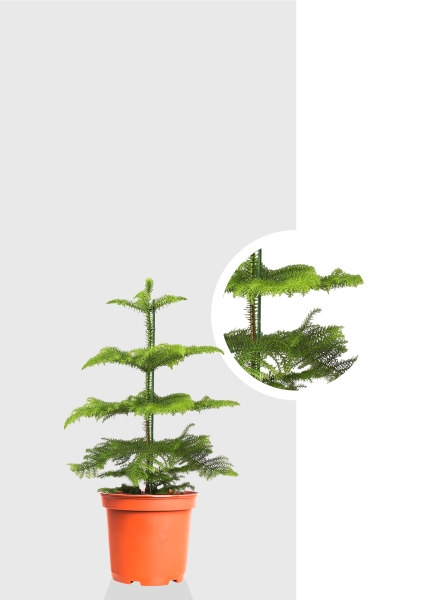 Араукария 1 ствол 10/30 см