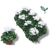 Цикламен Compact White d10.5 см h17.5 см