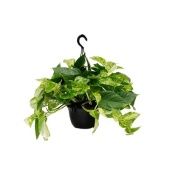 Эпипремнум Сциндарсус Ауреум d20 см h45 см