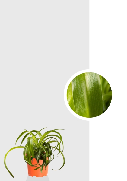 Хлорофитум Грин 12/30 см