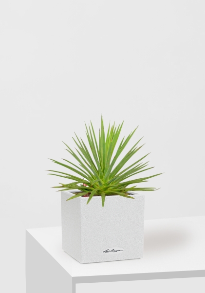 Агава Нана 10/20 см в CANTO STONE 14