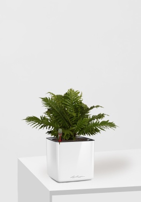 Блехнум 12/30 см в CUBE GLOSSY 14