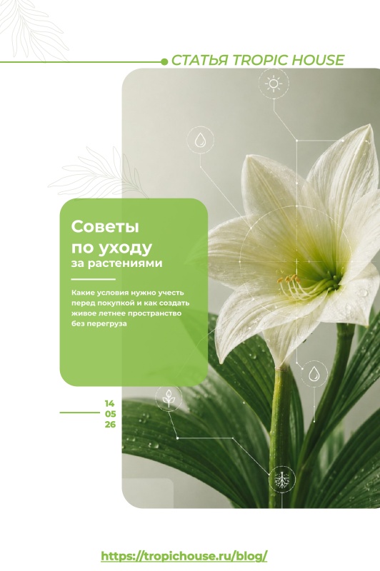  Советы как ухаживать за комнатными растениями: свет, полив, базовые правила